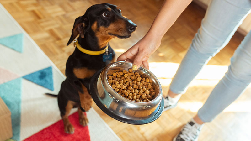 Pessoa a alimentar cão com ração seca